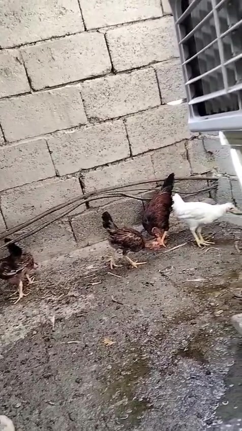 فراجات عرب عدد 5 بيهن ابوركيبه سعرهن 25 العنوان الناصريه الإسكان الصناعي


**إذا كنت صاحب هذا الإعلان وتريد حذفه لأي سبب، رجاءا أرسل رسالة إلى الدعم الفني**