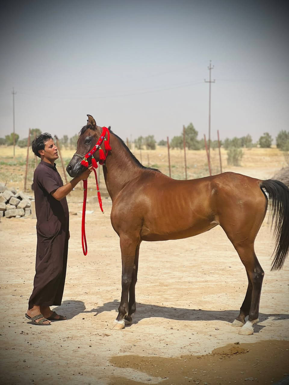السلام عليكم مهره عربيه  فنصه وين جنايه الاصايل
مهره مال جنيه 

العمر 3 سنين ونص 

الارتفاع 153

خاليه من كل عيب واصابه 

مهره ماشاءالله لعب وركص 

المكان صلاح الدين بيجي

مشبيه من الحصان كنز للمالك ابو خديجه قبل شهر تاسع يوم ولادتها بس ابنها مات  

الهاتف *********** 

#ملاحضه خاص مااجاوب الشراي يتصل وحي الله الجميع
