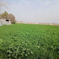 المدائن صطيح • ٧ دونم ونص • اطلالة الشط