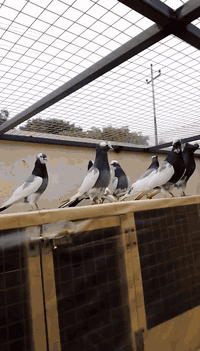 السلام عليكم ورحمه الله شباب هذني ايرانيات رصاصيات ٤ زواج رس سطح وأحد طيور طياره المفرد سعر والشلع سعر يرحم والديكم ماعندي خاص الي يشتري يتصل مكاني تكريت ‏‪***********‬‏
