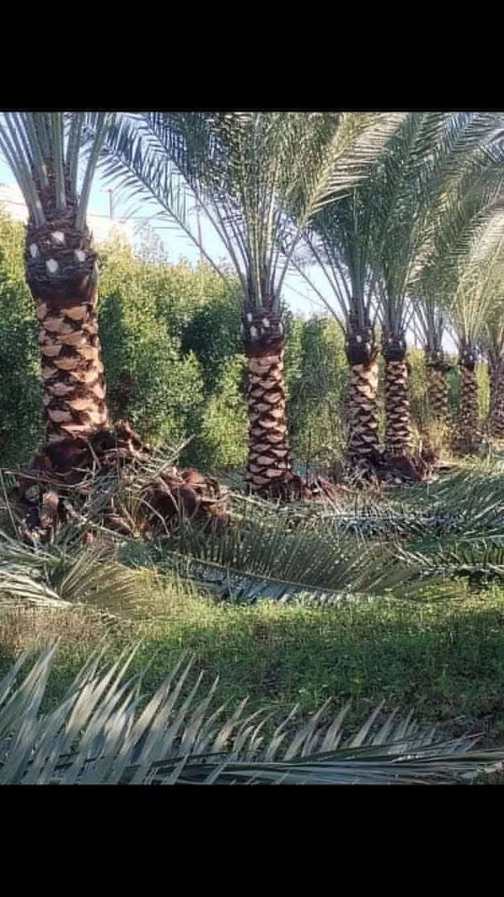 سلام عليكم ورحمة الله وبركاته يوجد نخل برحي حر نقل وزراعه تستلم كامل .. عندك مزرعه جاهزه يجي كادر مختص يزرع الفسيل برحي او مكتوم شرط مع ضمان سنه اي فسيله تستبدل ... وشرط برحي .. تجهيز كميات .. الاتصال ***********
