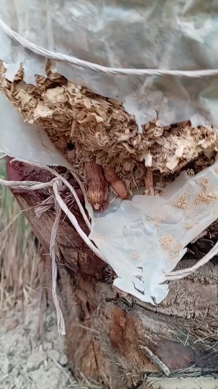 السلام عليكم
يتوفر فسائل شويثي اصفر ب٦ مع القلع
ويتوفر فسائل فسائل مجذر بالام
فسائل شويثي اصفر مجذر بسندانه
ويتوفر فسائل شكر وخضراوي وزهدي وديري ب٤ مع القلع وبكميات كبيره
وكذلك فسائل بلكات مجذر وقلع
المكان قريب الرميثه
اليريد يجي خاص
اويتصل ***********
ويتوفر توصيل لكافه محافظات العراق
