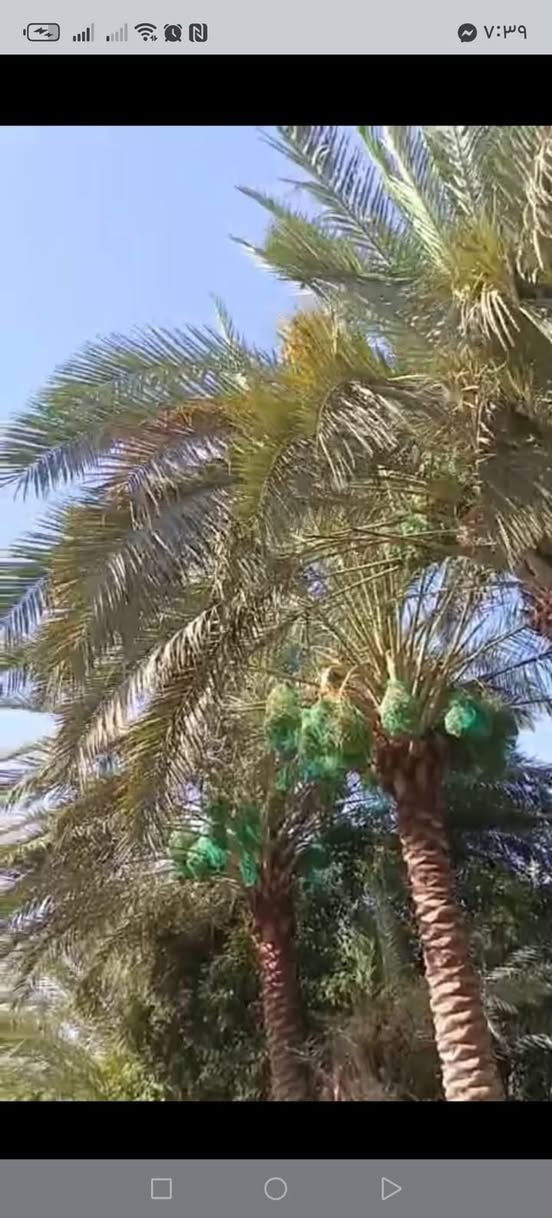 يا الله السلام عليكم ارض زراعيه ع ٢٥المساحه دونمين بستان مشجر كامل يم الجسر مال برينج.  قريبه ع تبليط ولدرب الي يطب عليهة سبيس يمهة كهرباء او مي سكي او اساله او مدرسه قريبه عليهة كاع حلوه ومرتبه او بل عافيه ع ياخذهة هاذا رقمي اتصل او بيك خير ودلل ***********
