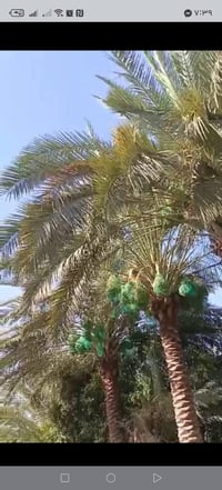الجسر مال برينج • دونمين • بستان مشجر