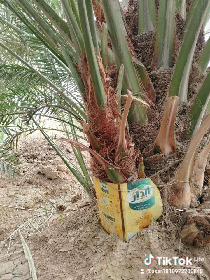 برحي ابو الخصيب حر للبيع السعر 150 ***********
