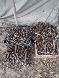 أقلام زراعية • تين أسود • توصيل مجاني