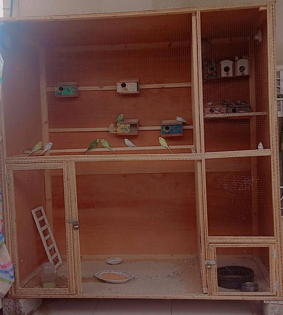 قفص طيؤر للبيع 2×2 سعره 100 وبيه مجال


**إذا كنت صاحب هذا الإعلان وتريد حذفه لأي سبب، رجاءا أرسل رسالة إلى الدعم الفني**