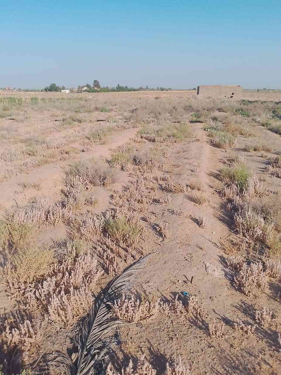 قطعه زراعي للبيع عقد 35  طريق كربلاء نجف خلف الحسينيات عمود 736 المساحه 345 متر تبعد عن الحسينيات 400 متر  خدمات كامله ماء كهرباء سكن مولد ***********
