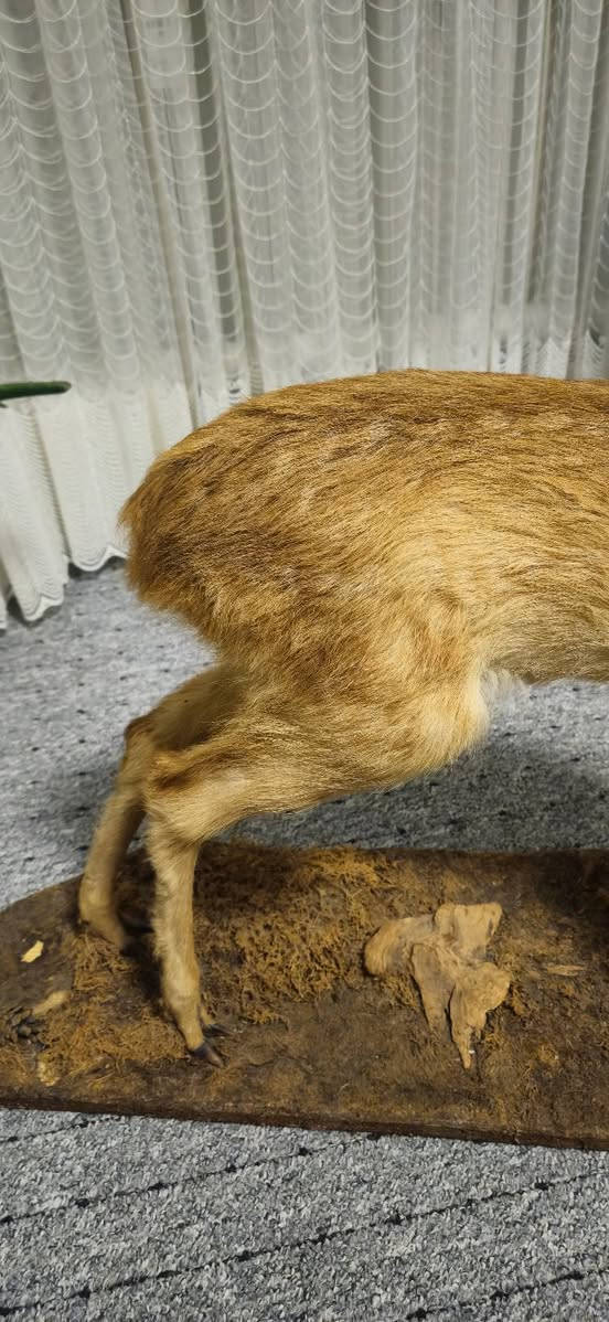 غزال محنط الماني للبيع   كل أجزاء أصلية ما عدا العيون لأن العيون لا تحنط


**إذا كنت صاحب هذا الإعلان وتريد حذفه لأي سبب، رجاءا أرسل رسالة إلى الدعم الفني**