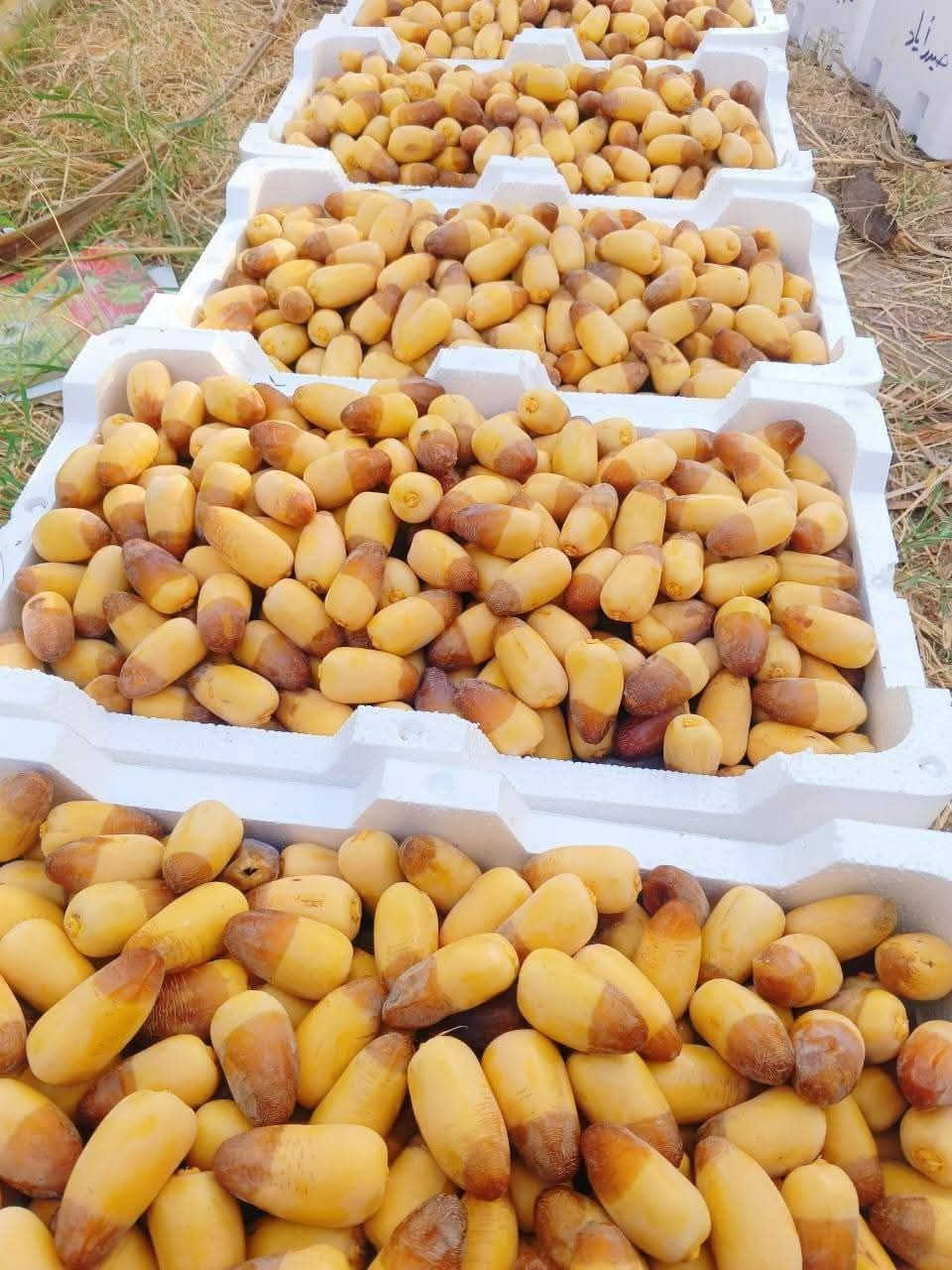 فسائل عويدي قلع اليوم موجودات جوه امهن سعر حلو
عدد ١٠ بيع شلع جمله اليرغب بالشراء الاتصال على الرقم ***********
