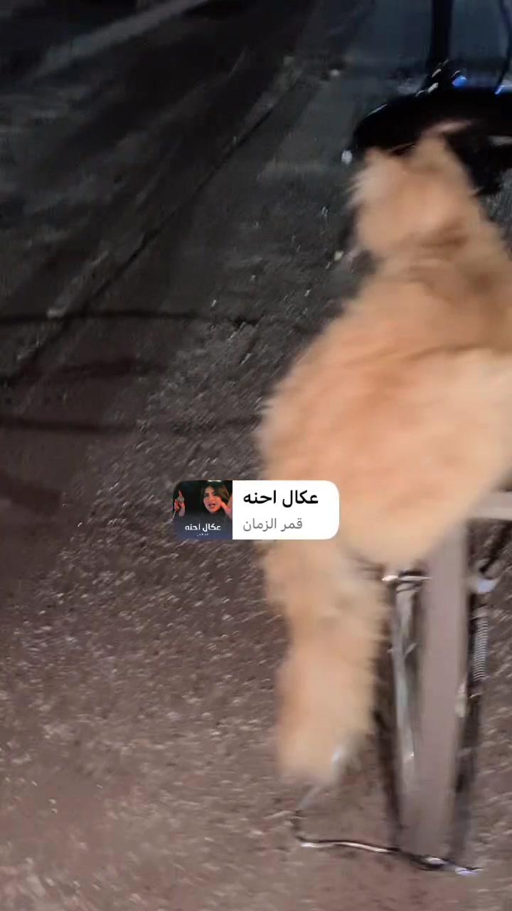 سلام عليكم بايسكل للبيع مكاني بغداد دوره السعر 60رقمي ***********البايسكل موجودات الجاملغات

