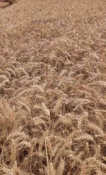 يوجد لدينا طن حنطه عربيه بنة الجيس للبيع سعر ٨٠٠  السفسار ***********
