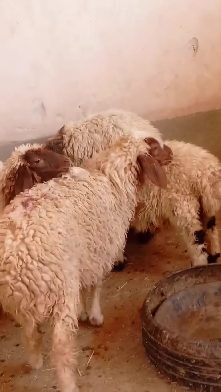 فطايم 4 خشنات مال جنيه *********** او مراسلة الصفحة
