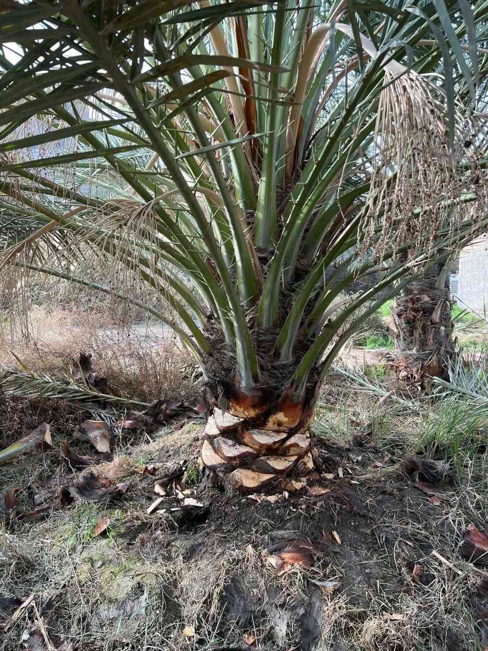 امايه برحيه اصليه كلش حلوه وضخمه  للبيع تنقلع ابطينته. العنوان بصره ***********
