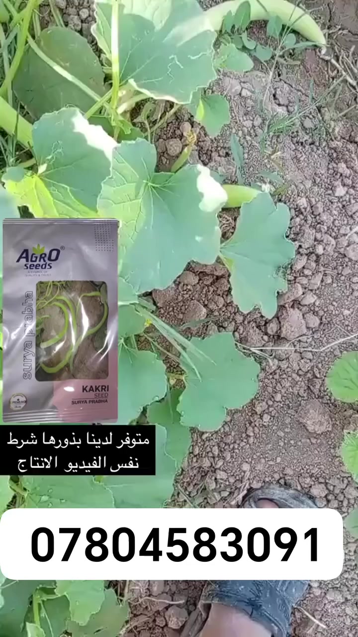يتوفر لدينا بذور خيار عطروزي او يسمى ( طرح ) الهندية

السعر : الف ونص المغلف 
وزنه : 10 غرام ( تقريبا 100 حبايه ) 

متوفر توصيل لكل العراق 

شرط حمل يطلع مثل بل صوره إنتاجيه انطيك بيها شرط  

📋صنف مبكر
📋 ذو نمو خضري قوي
📋 النبات متحمل الحرارة والامراض الفطرية
📋 الانتاجية عالية

          👇 يتوفر 👇
🌾 كافة انواع البذور 🥕
🧪ادوات واسمدة ومبيدات زراعية 🪓
استشارات زراعية 🧩
منظومات الري بالتقطير ⛲️
***********
