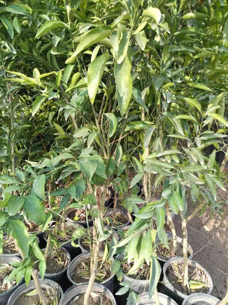 توفر انواع الحمضيات والنفضيات بغداد كريعات


**إذا كنت صاحب هذا الإعلان وتريد حذفه لأي سبب، رجاءا أرسل رسالة إلى الدعم الفني**