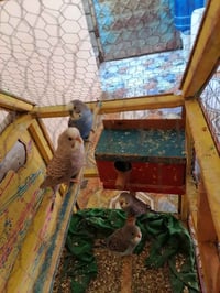 طيور حب • ٧طيور • زوج جواهن بيض