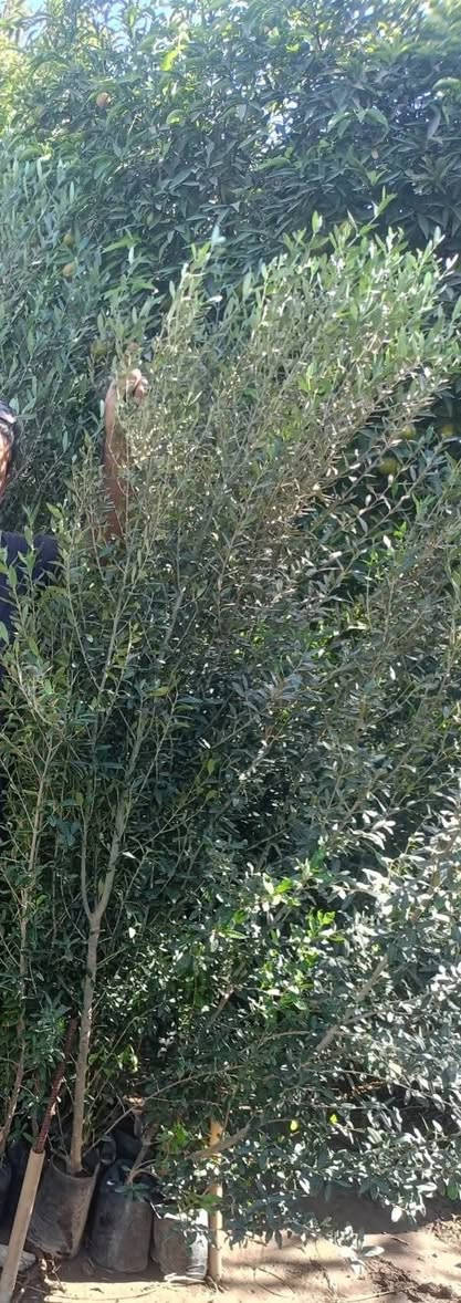 زيتون خستاوي ارتفاع شتله متر70س ع مترين ونص 
كيس ابو 3كيلو 
جملة 
تحياتي الكم احبتي متابعين 
***********

