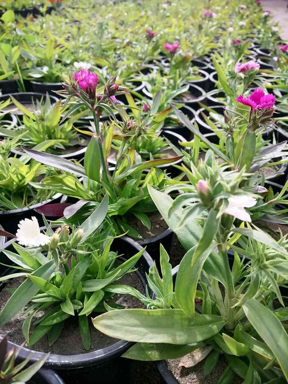 ((مشتل حديثة المركزي))
الموقع #
قرب دائرة البريد بسوق حديثة
دائما مستمرين وياكم

موسميات 🌷💐ب((٣٥٠ دينار )) فقط 
عرووووضنا  وبأسعار بلاششششششش🙂✌️
فقط وبس يمنا)) 😉🌺✌️

لاستفسار زورو صفحتنا أو الاتصال على الرقم
***********
اهلاوسهلا بالجميع ❤️
