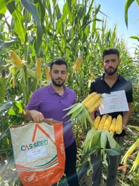 🌽 بذور الذرة الهجين: الإنتاجية القصوى 🌽 ​للمزارعين الباحثين عن التميز ...