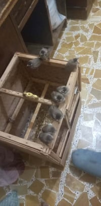 للبيع • متفرقات