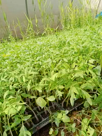 شتل طماطه للبيع نوع بالصوره استفسار 07705657473