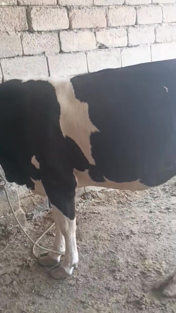 هايشه لبيع بجر بطن واحد
باحد 800. ***********
