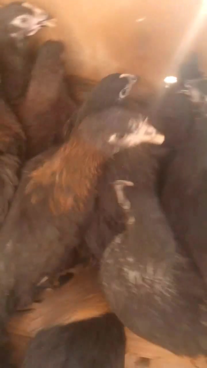 ياالله وين الي موصيني على فراريج على وجه مبياض عمرهن 4 اشهر باقيلهن شهر انشاءالله ويبيضن الزوج ب20 مكاني بغداد العامريه توصيل موجود الكروه على مشتري ‏‪***********‬‏
