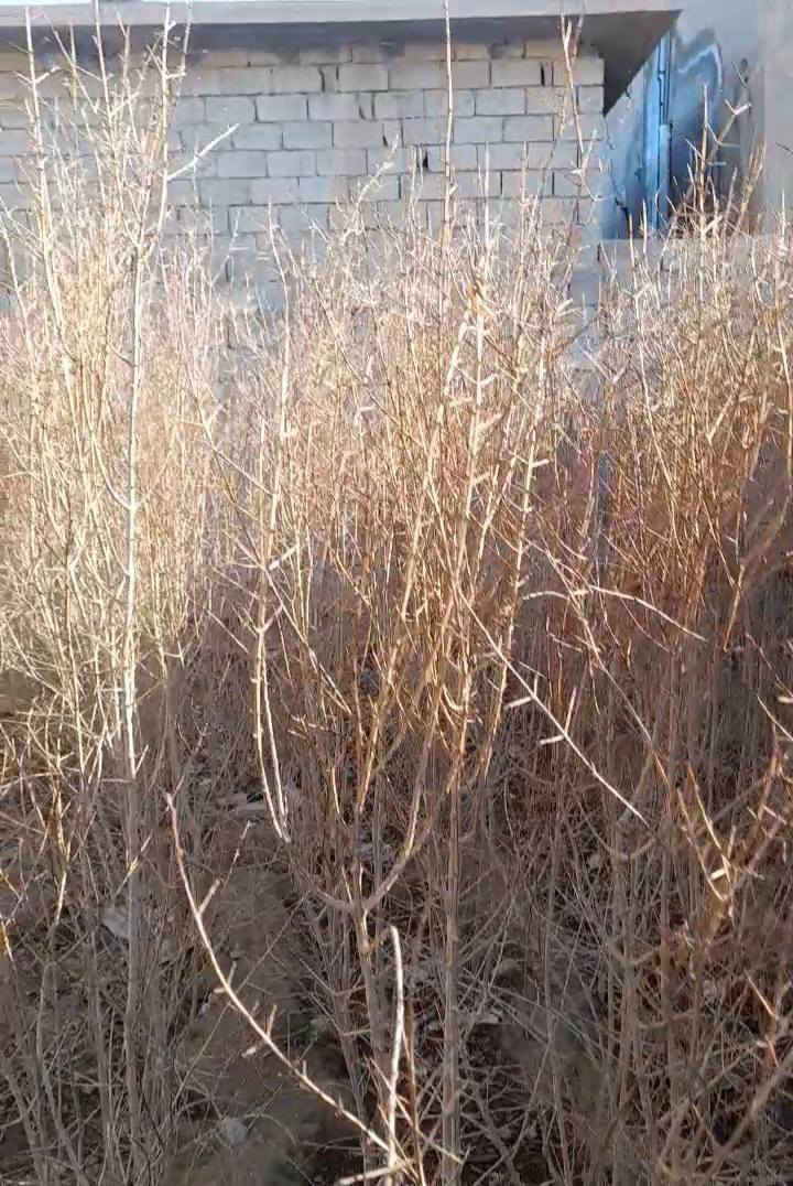 سلام عليكم شتل رمان ديالي درجه اولى شرط اتكاتب وياك الحجم مترين وفوك المكان عوينات السعر ٢٠٠٠ وبيهه مجال ***********
