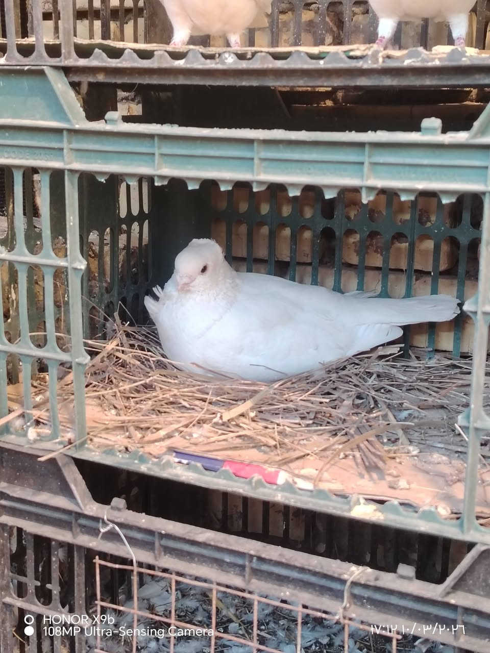 10 ازواج ارافل للبيع امشكل صلم ومكعكل ولعمار مختلفه اكبار وزغار الزوج 12 الف ناصريه مركز ***********
