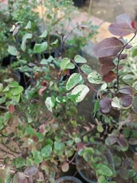 نباتات دايمه • توصيل • المسيب