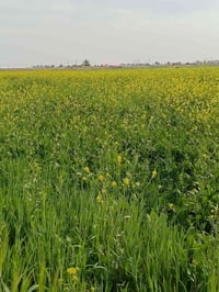 نصف دونم • واجهة ٢٦٫٥م • جسر الفرنسي