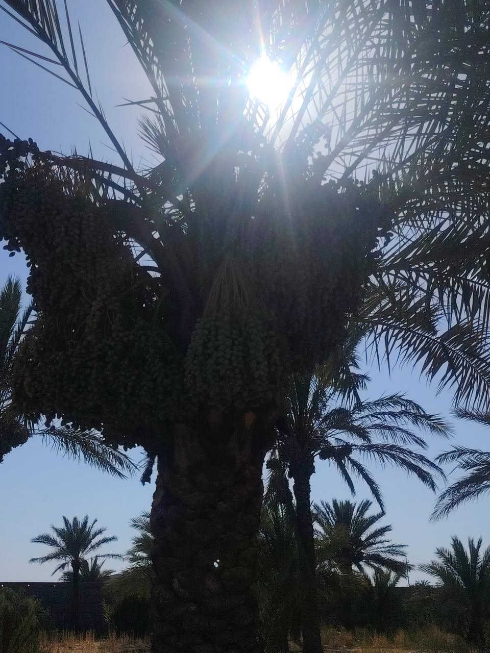 مزرعه تحتوي علا أشجار نخيل مثمره  علا من لديه الرغبه تضمين النخل أكثر من ٥٠ نخله
الاستفسار *********** واتساب متواجد
المكان بغداد الغزاليه
