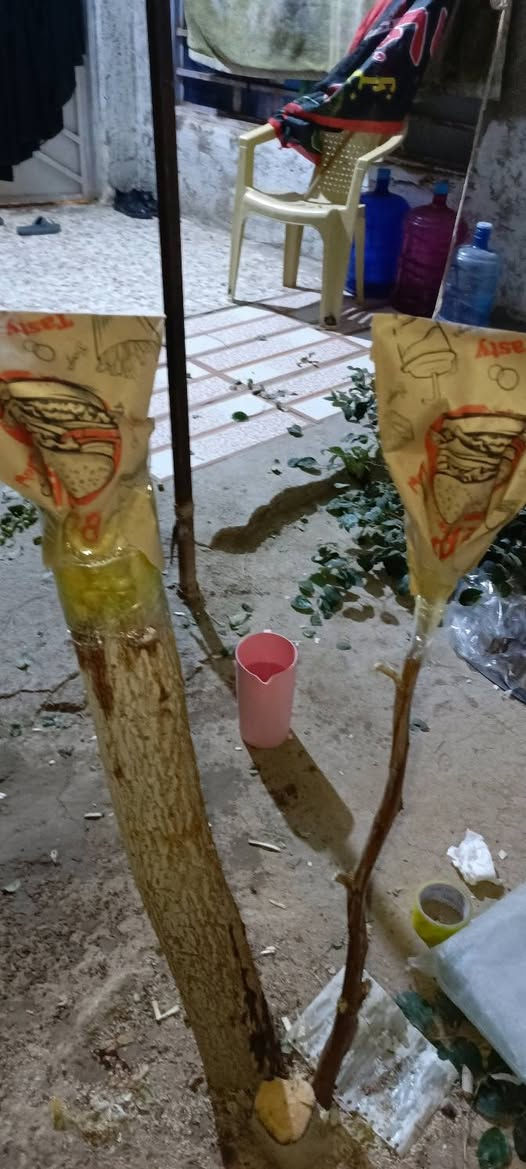 السلام عليكم المكان شاميه للتطعيم السدر‏‪***********
