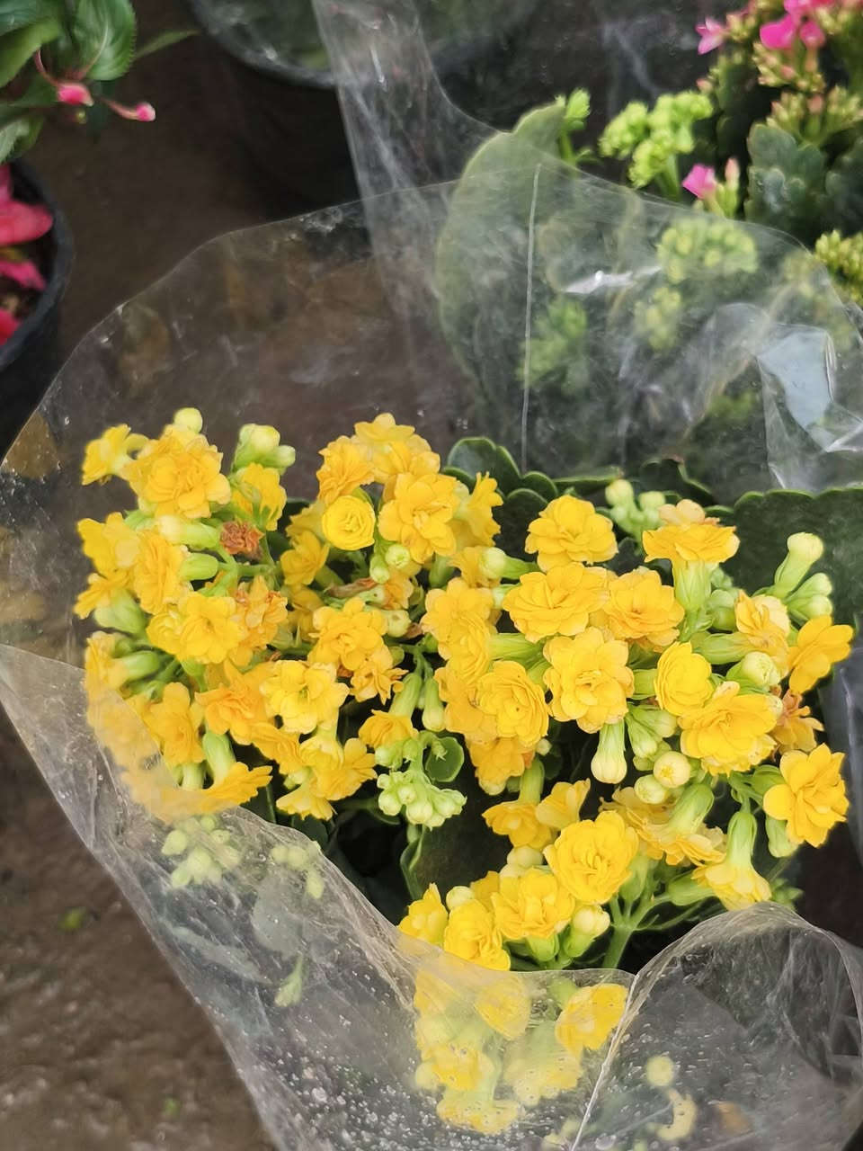 اللهم صلي على محمد وال محمد ❤️
على بركة الله وصلتنا نباتات الداخليه 
والخارجية 
العنوان شهربان حي العصري مجاور مستشفى العام


**إذا كنت صاحب هذا الإعلان وتريد حذفه لأي سبب، رجاءا أرسل رسالة إلى الدعم الفني**