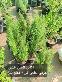 مشتل جنى • الكوت • توصيل