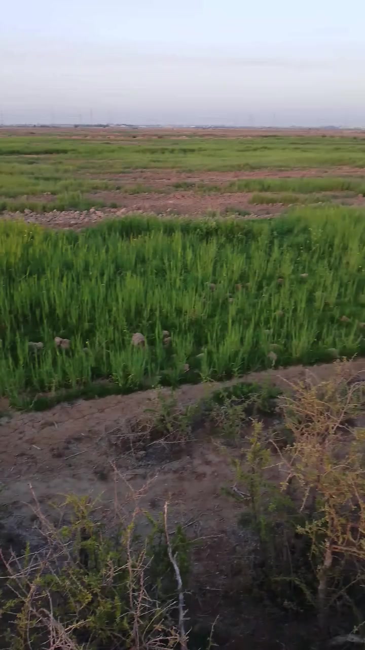 سلام عليكم گاع زرع لبيع شعير صاحي ستفسار على رقم ***********
