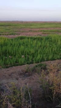 گاع زرع لبيع شعير صاحي ستفسار على رقم 07718723413