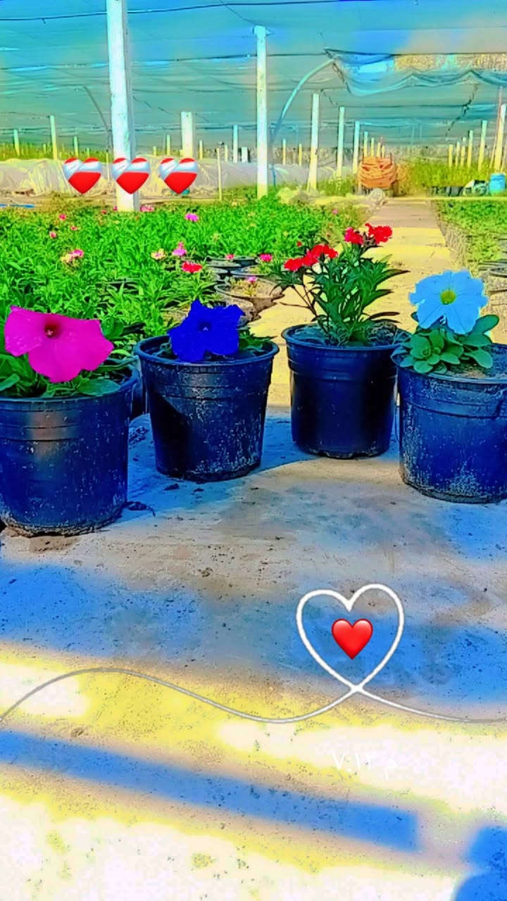 مشتل غابات النعيميه يوجد شتلات ورد.  البتونيه  
بجمله سعرها ٣٥٠دينار 
مفرد سعر شتله ب٥٠٠دبنار 

تواصل واتس *********** 
,,الاثير ***********
