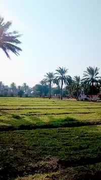 الدوانم • دونمين • طابو ملك