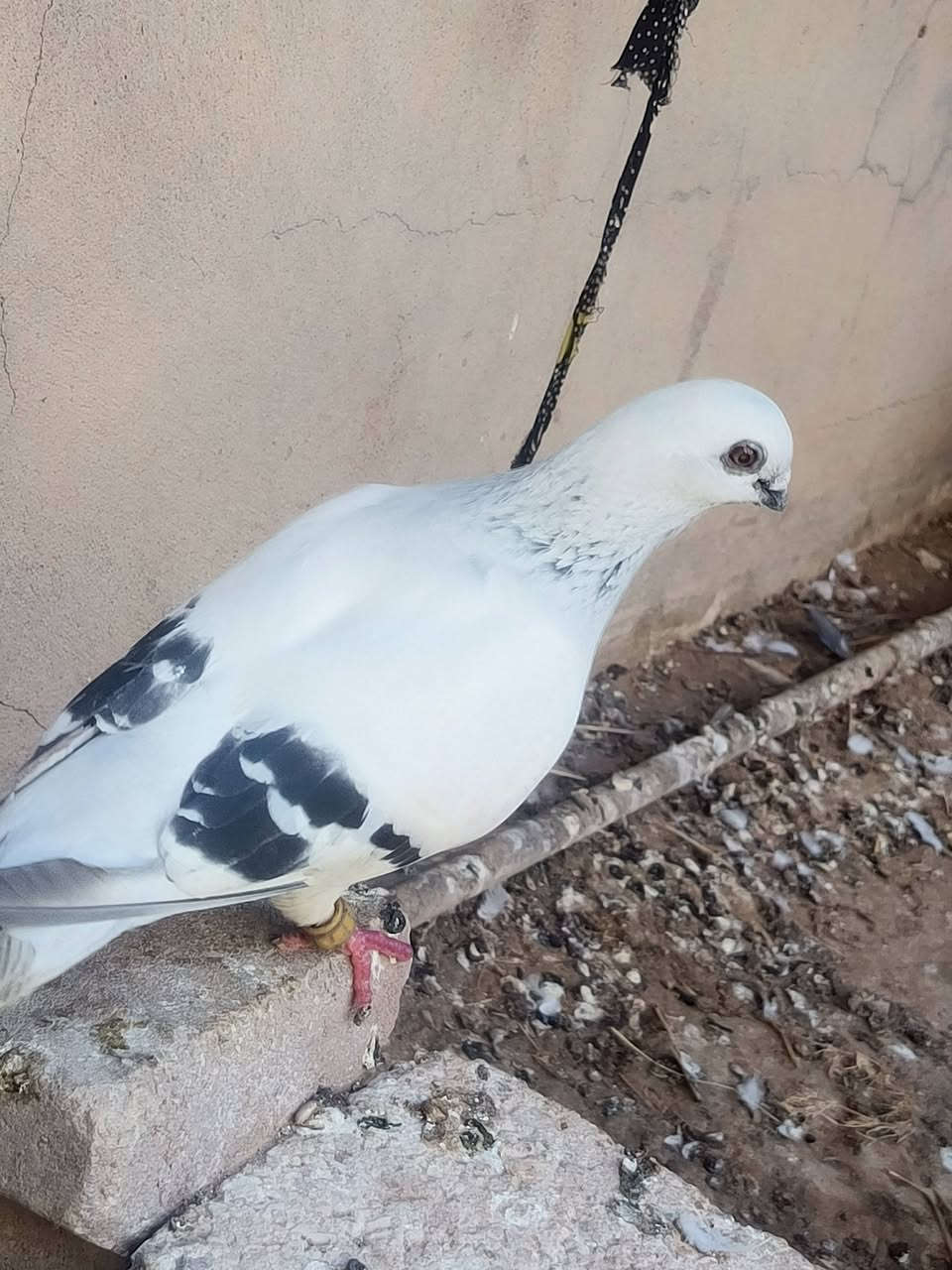 السلام وعليكم متاح ايراني وكحلي


**إذا كنت صاحب هذا الإعلان وتريد حذفه لأي سبب، رجاءا أرسل رسالة إلى الدعم الفني**