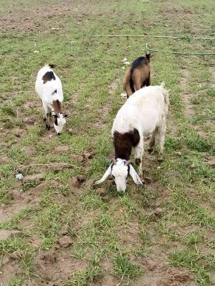 اسلام عليكم جذاع سنين عشر  شهرين ونص اثنين غزاليات سعرهن 600 وبيهن مجال مكاني علم فلكه الفرسان ***********
