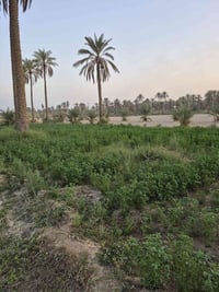 #بلاش__بلاش__بلاش  #اقوى_عروض_لبيع_الاراضي_الزراعية بسعر جوة السوك  😀د...