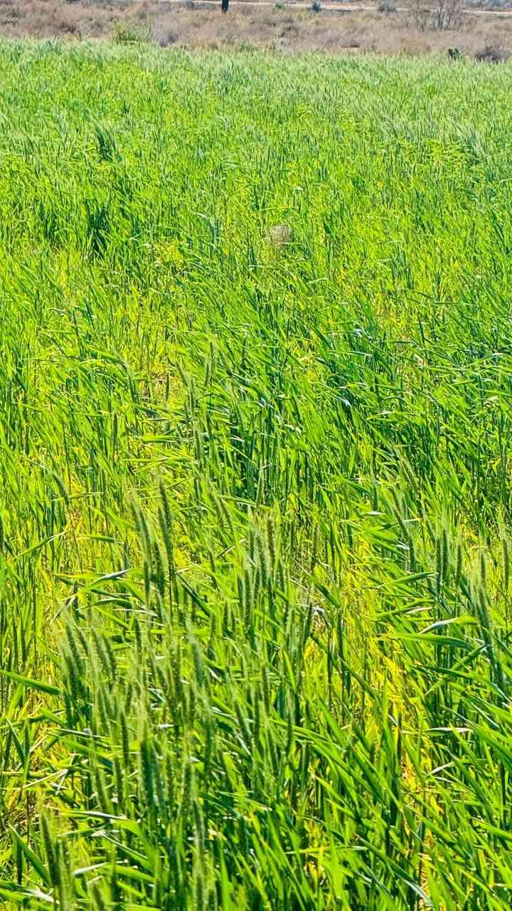 سلام عليكم تتوفر ١٠دوانم حنطه جتيل للبيع التواصل واتساب فقط ‏‪***********‬‏
