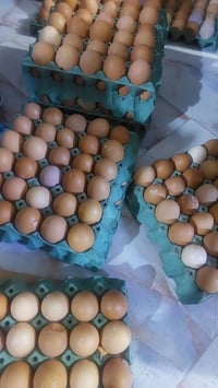 بيض مفطور • طازج • حي العمال