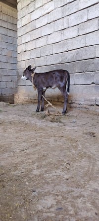 بچر حليب • ولاد أقل من شهر • اسديرة سفلى