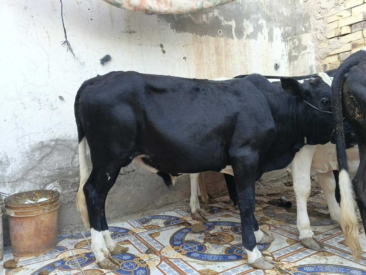 عجول البيع عدد 3 سمان سعر الواحد مليون 350 وبيهن مجال مكان عماره على الحولي قرب محطه مال بيت حجي مخيلف 
***********
