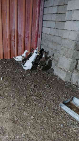 السلام عليكم ورحمة الله وبركاته بش عراقي للبيع العدد 8 سبع امايات حايلات وديج سعر الجوز 18 وبي مجال للاستفسار رقم الهاتف ***********
