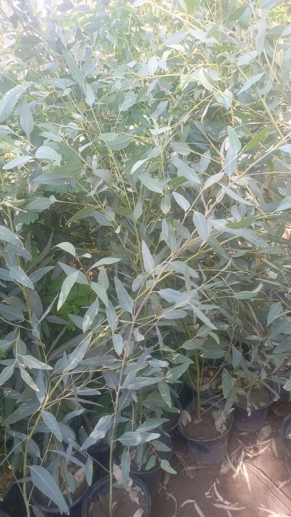 للحجز والاستفسار واتساب‏‪***********‬‏
يوجد توصيل داخل النجف والكوفه
