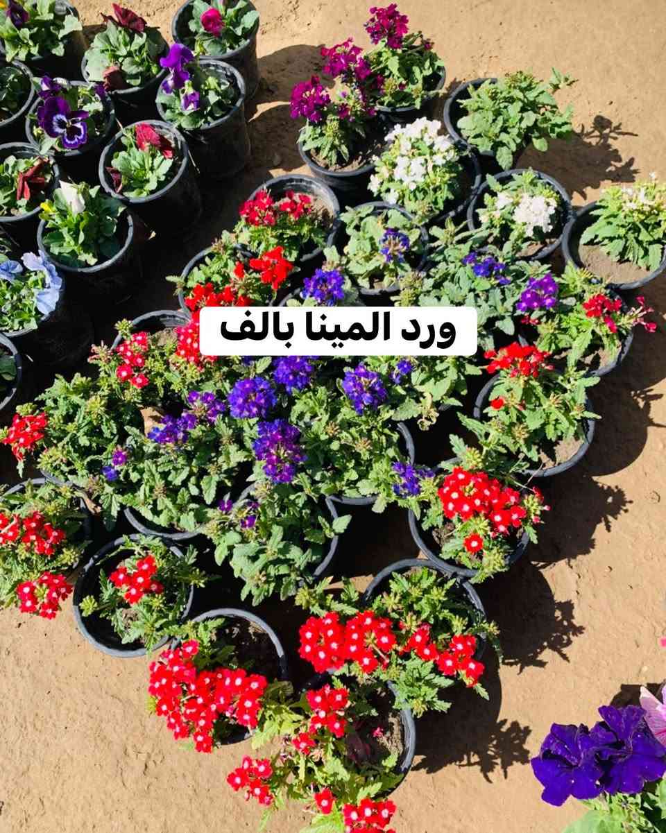 #موسميات #سعر #داخل #صور


**إذا كنت صاحب هذا الإعلان وتريد حذفه لأي سبب، رجاءا أرسل رسالة إلى الدعم الفني**